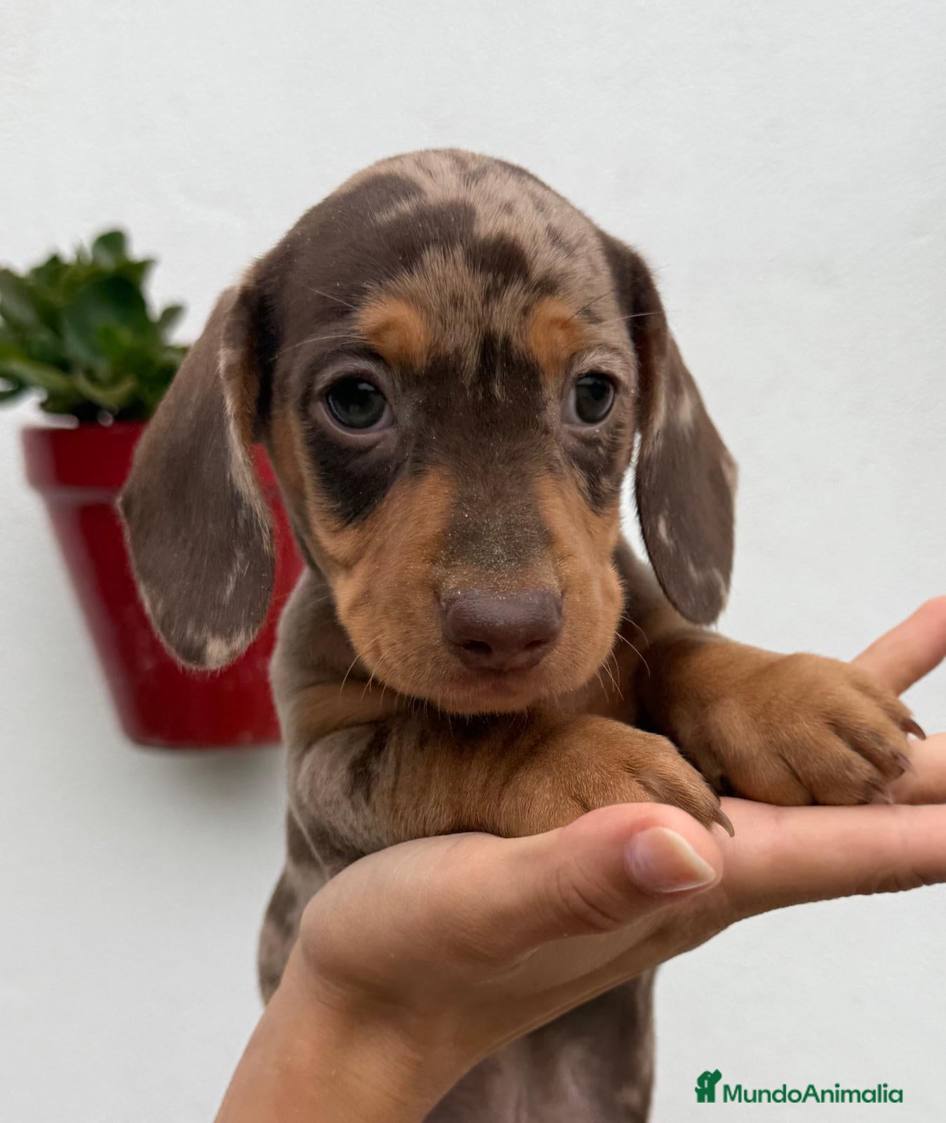 Teckel Miniatura perros teckel merle criadero garantias pura raza valencia - Anuncio 14