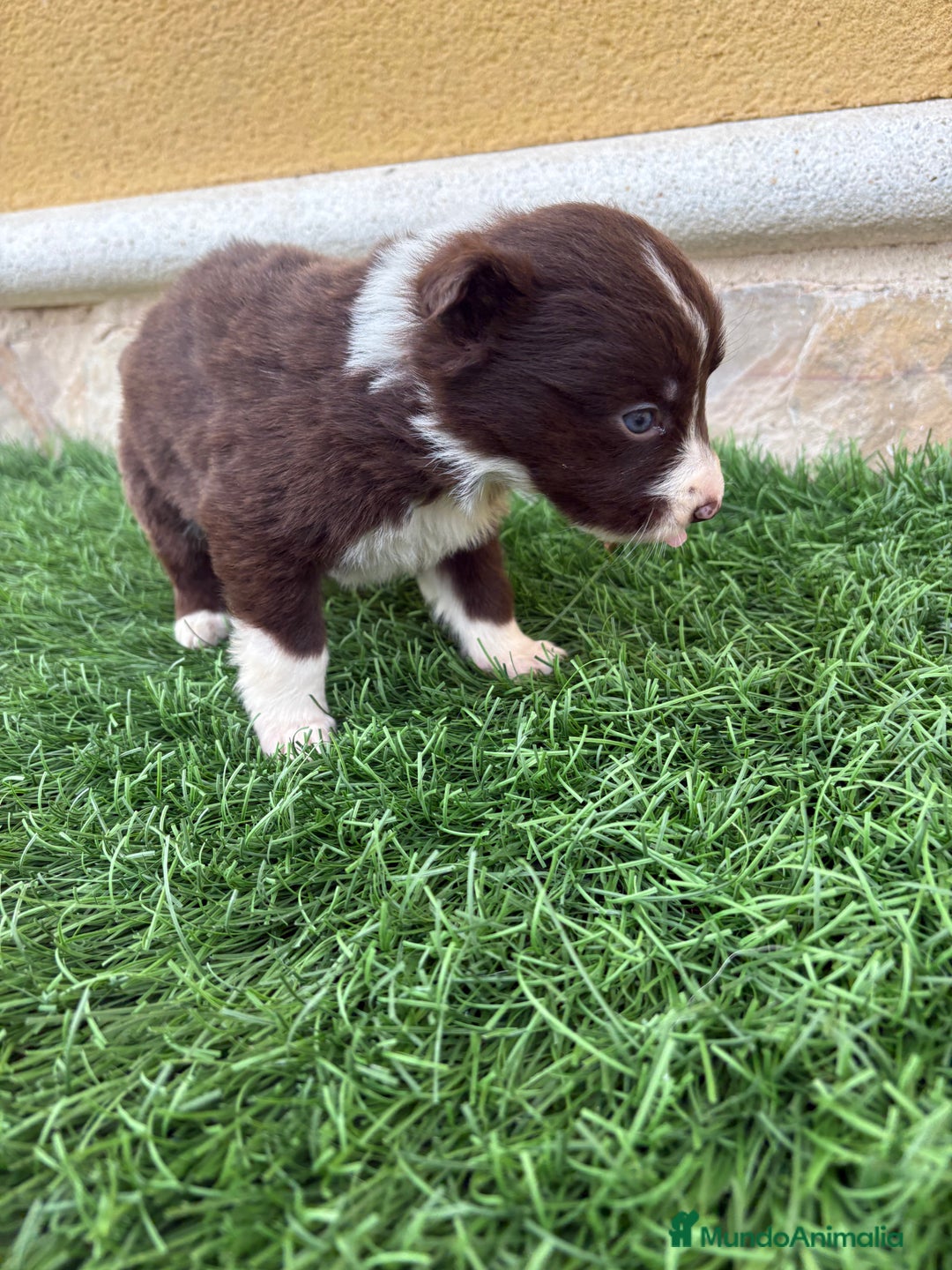 Border Collie perros en venta: Hembra chocolate de Border Collie  - Anuncio 17