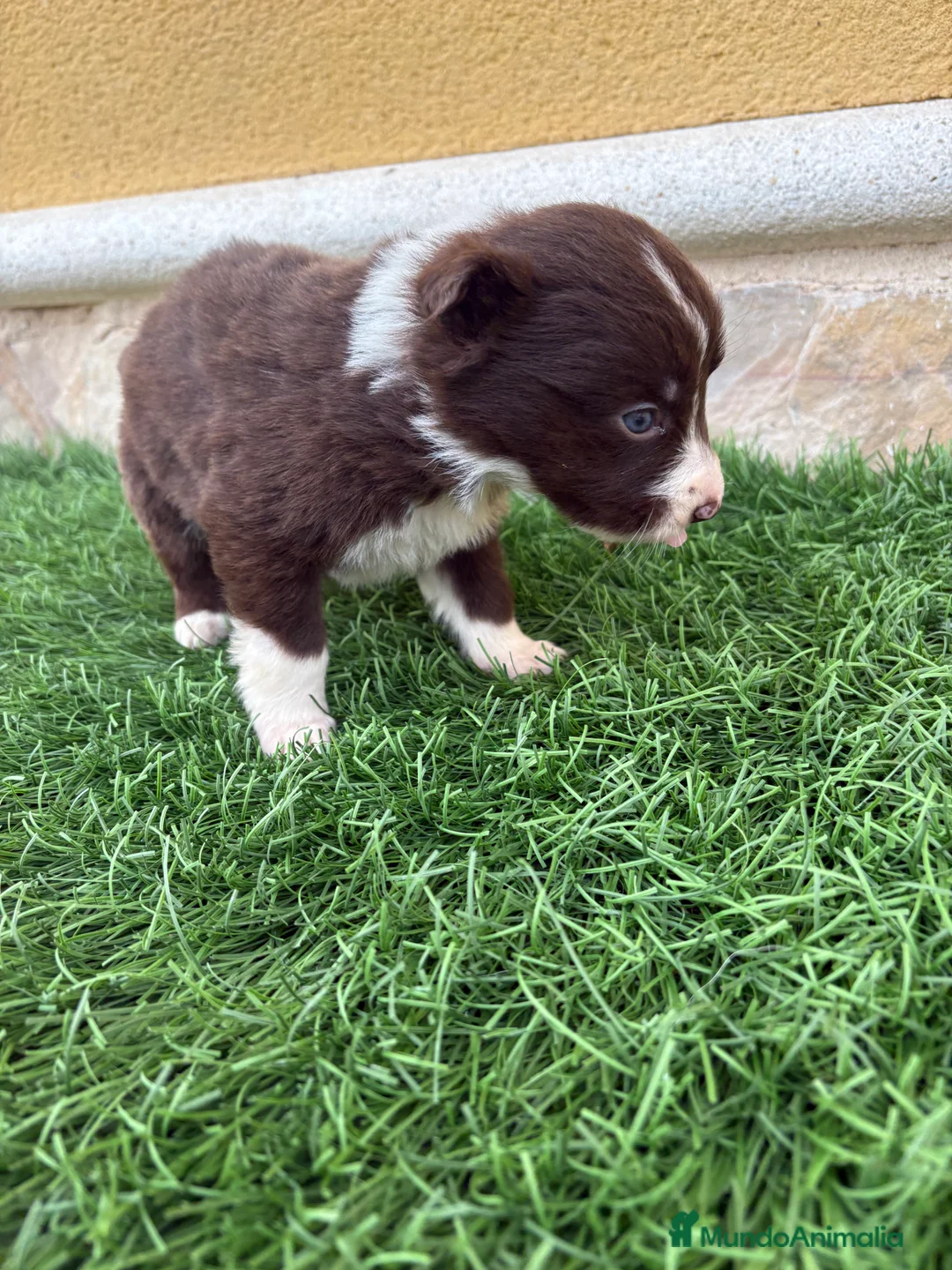 Border Collie perros en venta: Hembra chocolate de Border Collie  - Anuncio 17