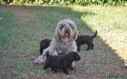 Perro de Agua Español perros en venta: cachorro macho perro de agua español - Imagen 8