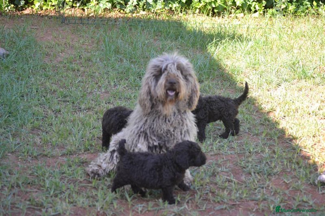 Perro de Agua Español perros en venta: cachorro macho perro de agua español - Imagen 8