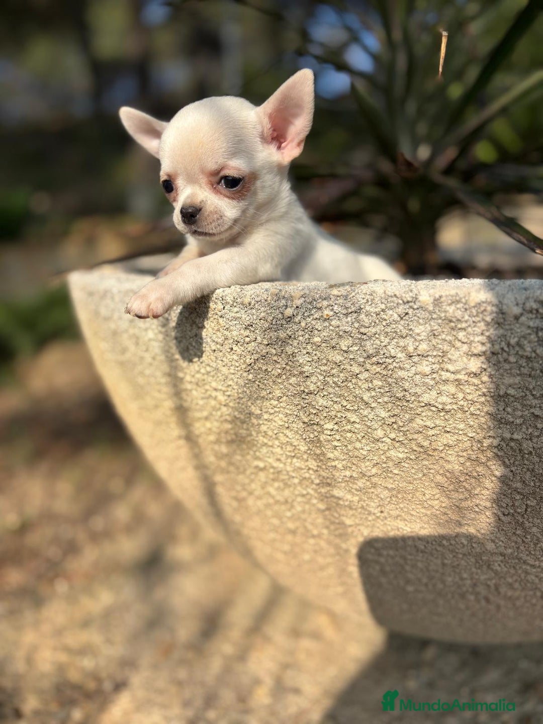 Chihuahua perros en venta: Chihuahua macho disponible  - Anuncio 7