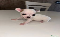 Chihuahua perros en venta: CHIHUAHUA TOY MACHO  en Valencia - Imagen 2