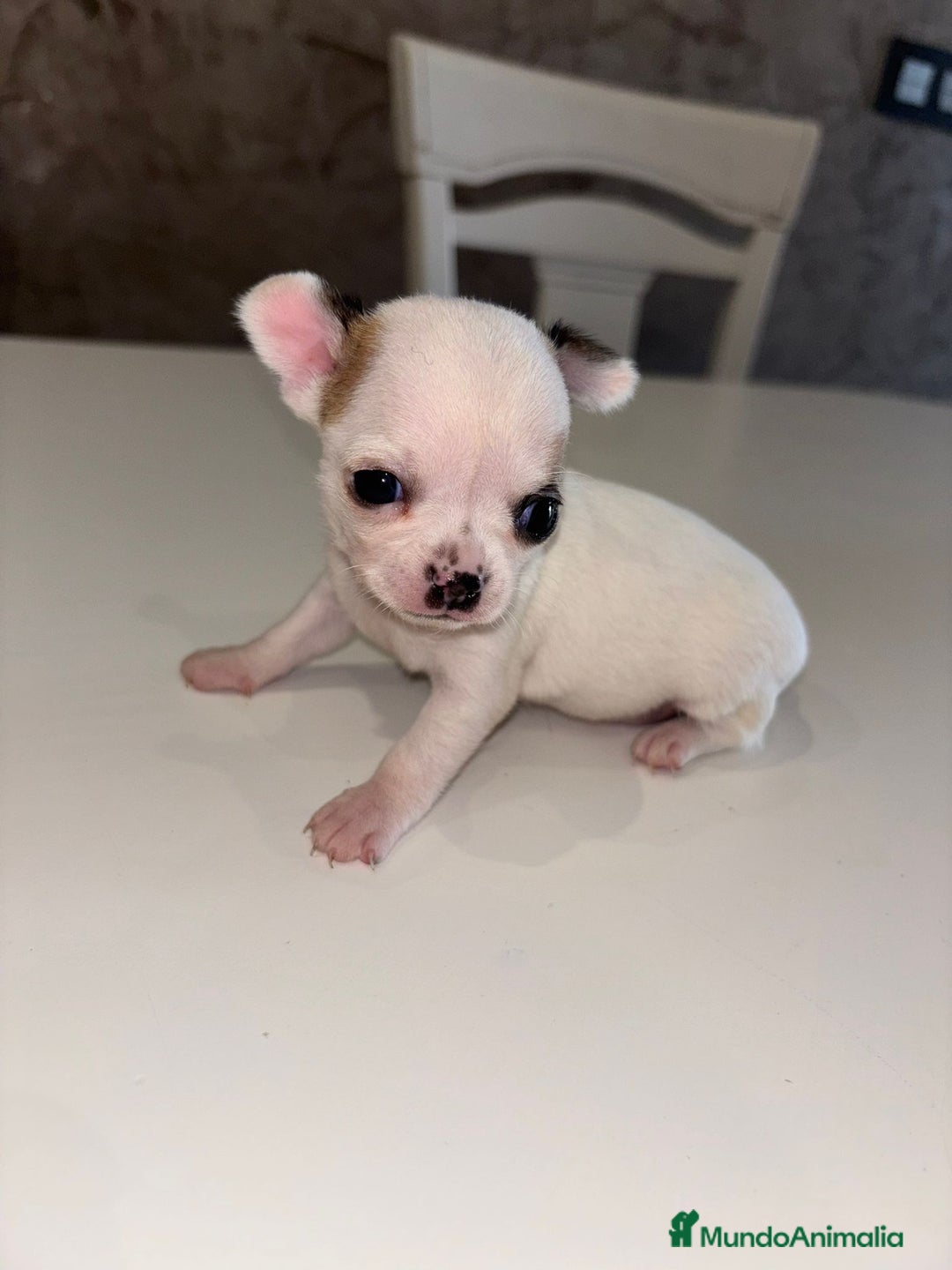 Chihuahua perros en venta: CHIHUAHUA TOY MACHO  en Valencia - Imagen 2