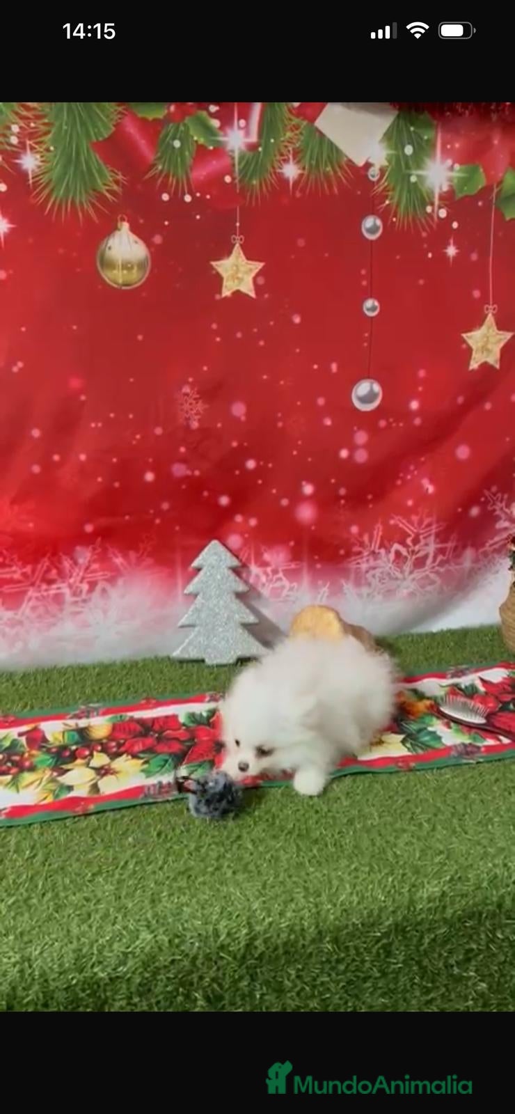 Pomerania perros POMERANIA LULÚ - Anuncio 2