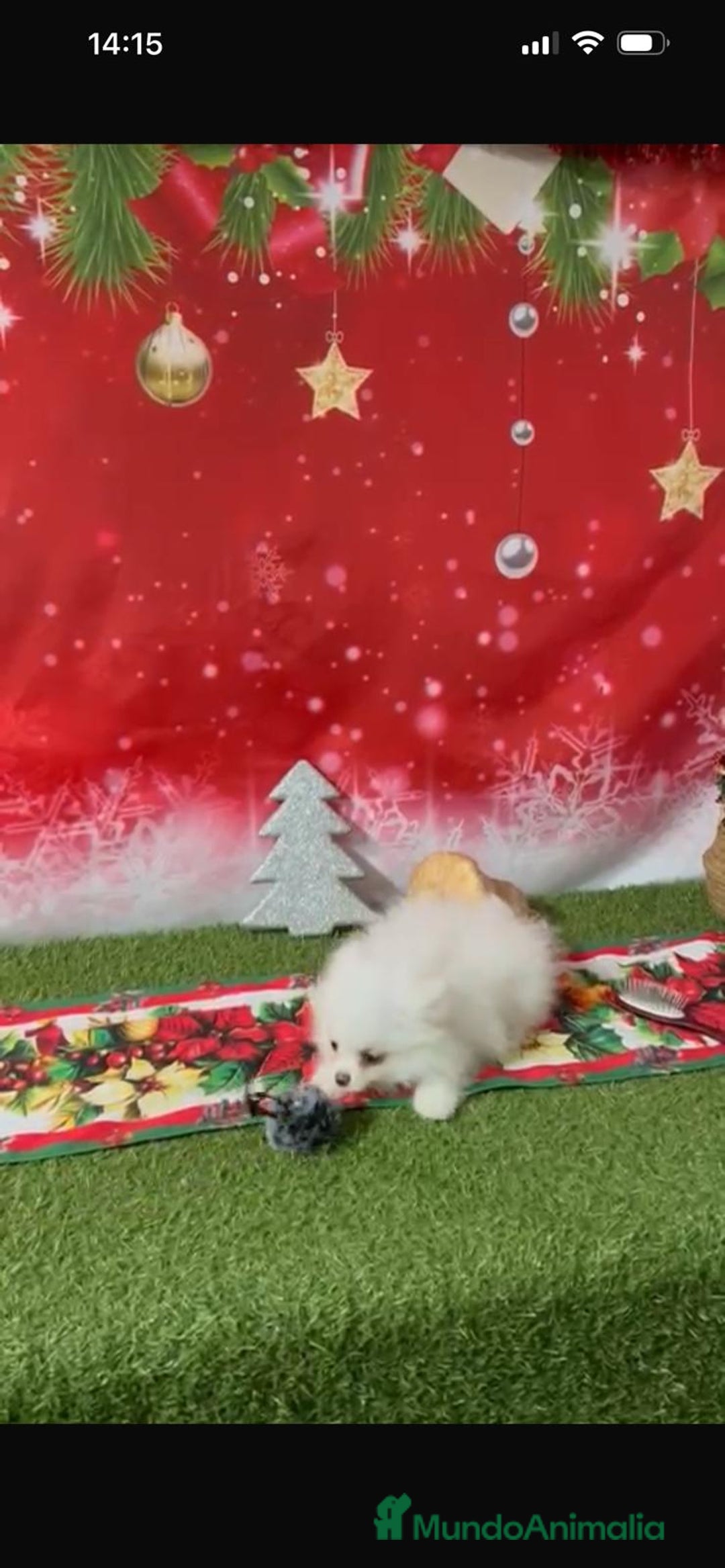 Pomerania perros en venta: POMERANIA LULÚ - Anuncio 2