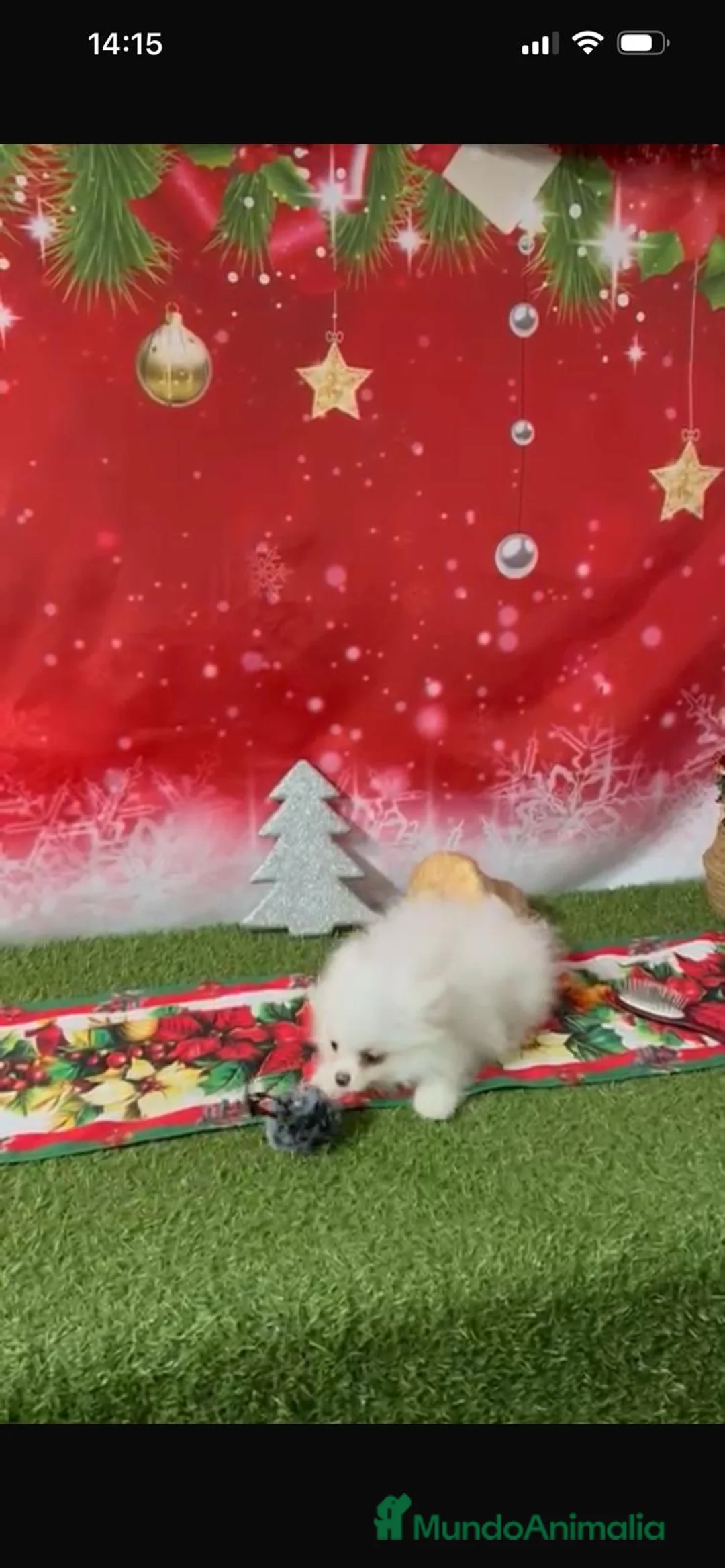 Pomerania perros en venta: POMERANIA LULÚ - Anuncio 2