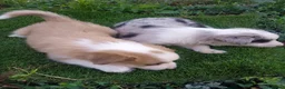 Border Collie perros en venta: Preciosos border collie - Anuncio 3