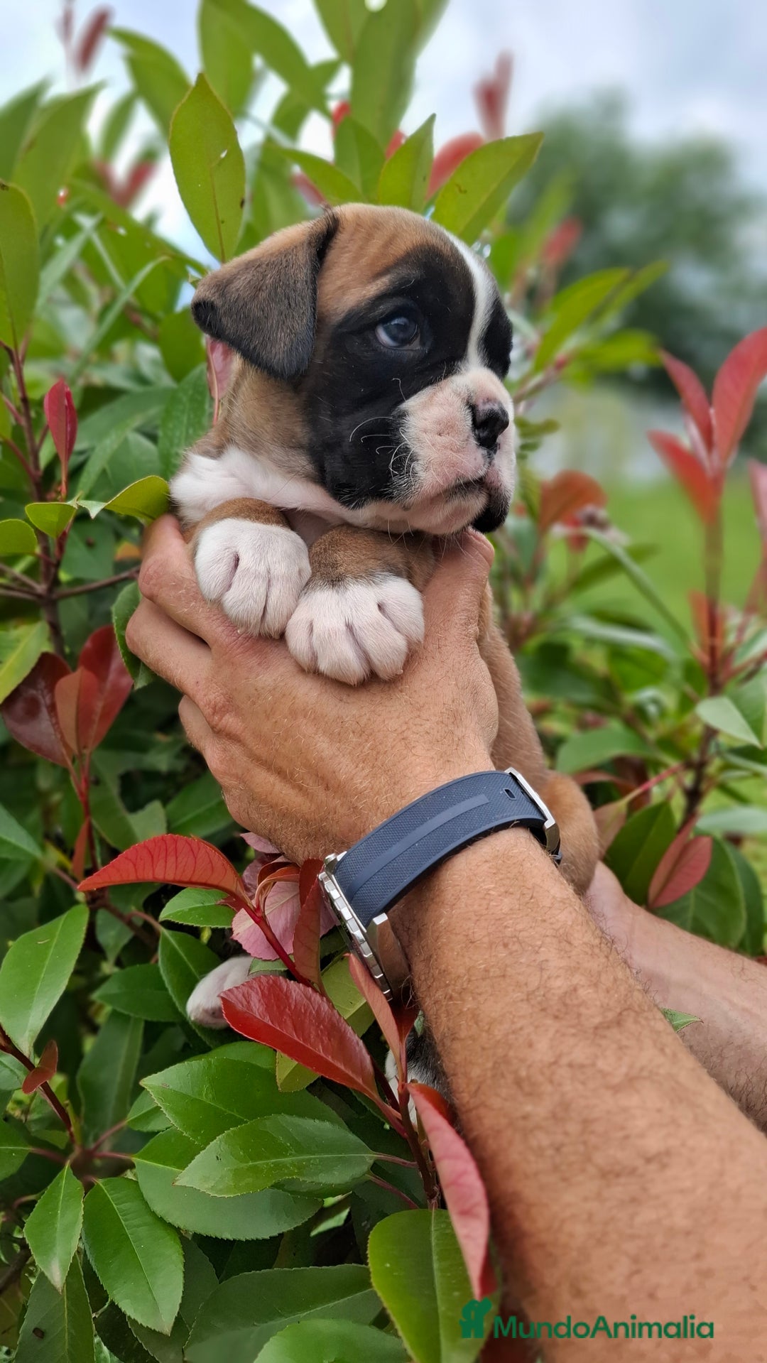 Boxer perros en venta: BOXER HEMBRA DORADA - Imagen 2