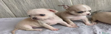 Chihuahua 4