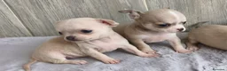 Chihuahua perros en venta: CHIHUAHUA - Anuncio 8
