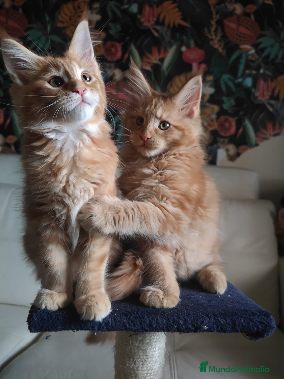 Maine Coon gatos MAINE COON PRECIOSA CAMADA - Anuncio 1