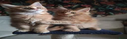 Maine Coon gatos en venta: MAINE COON PRECIOSA CAMADA - Anuncio 1