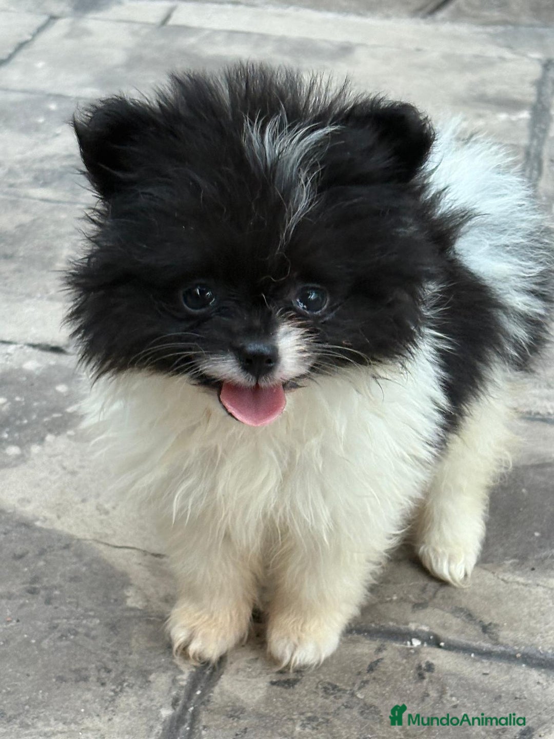 Pomerania perros en venta: Poo pomerania MICRO TOY  - Imagen 2
