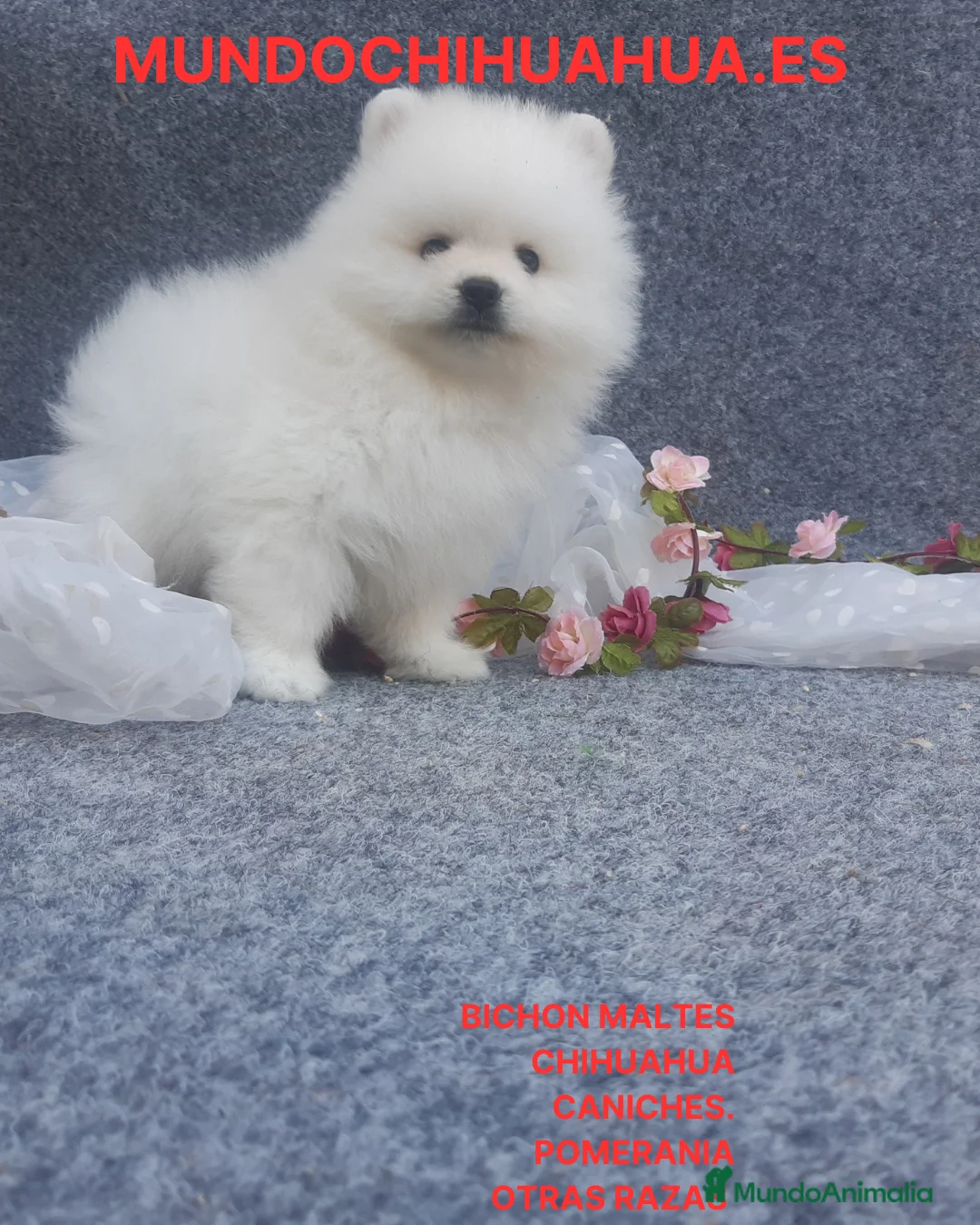 Pomerania perros en venta: POMERANIA  LINEA TOY   MUY CHATO - Anuncio 4