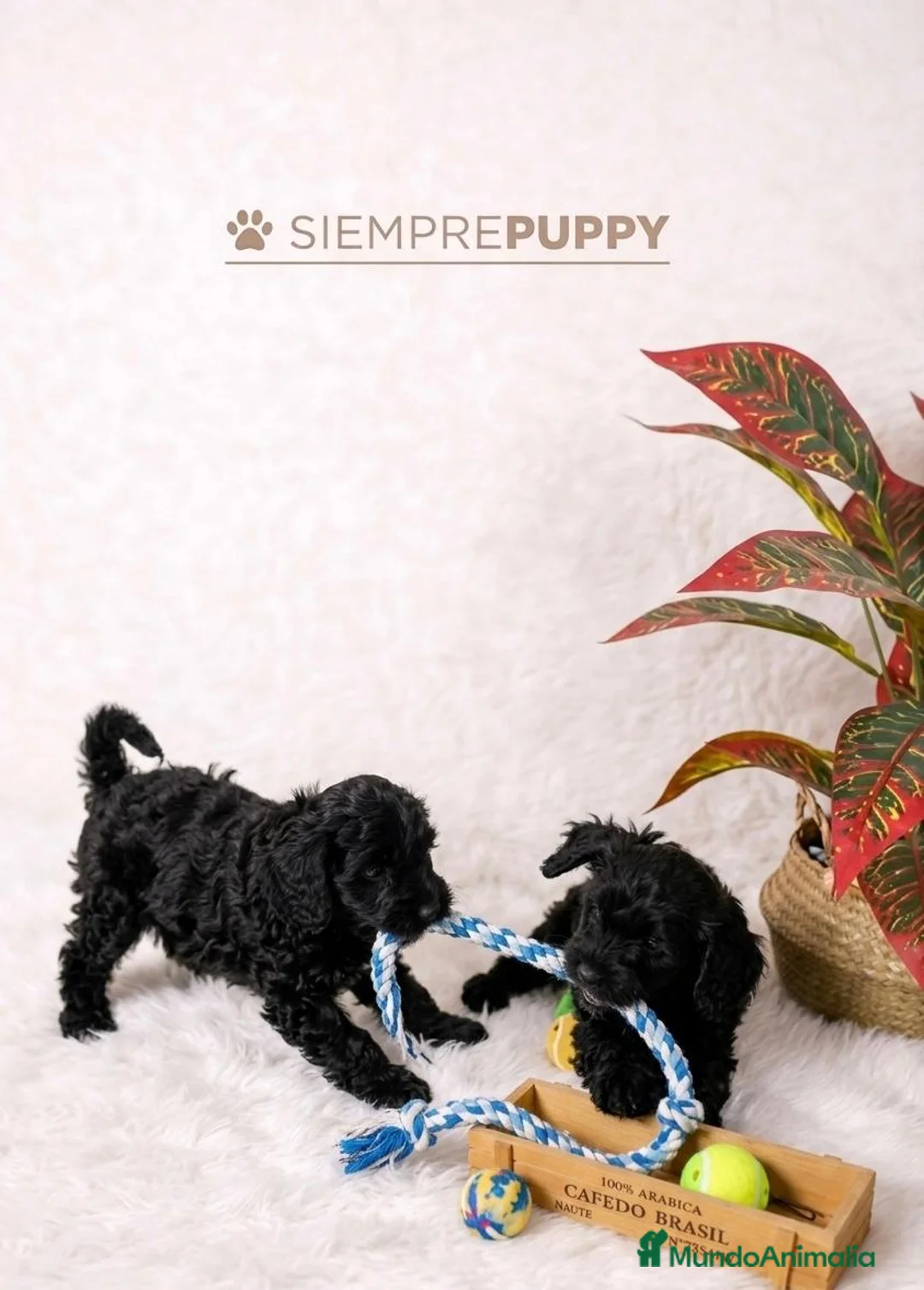 Cockapoo perros en venta: cockapoo toy - Anuncio 2