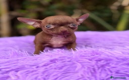 Chihuahua perros en venta: Chihuahua Chocolate - Anuncio 3