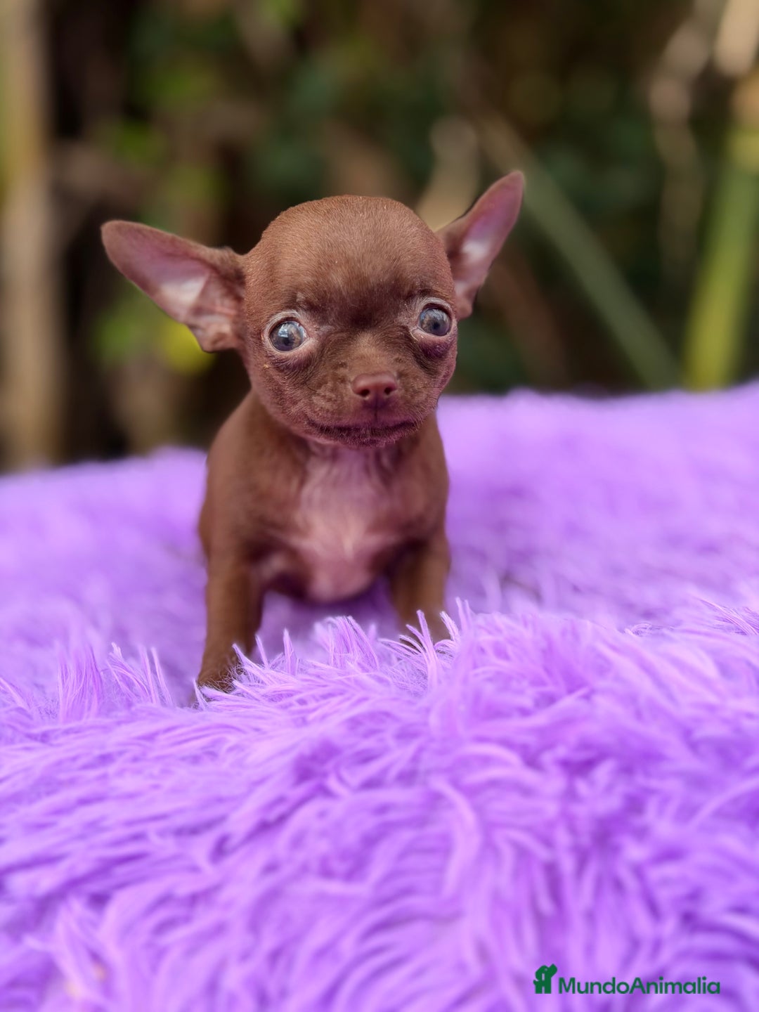 Chihuahua perros en venta: Chihuahua Chocolate - Anuncio 3