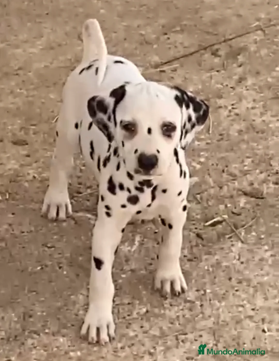 Imagen de galería {{count}}