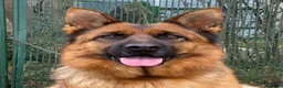 Pastor Alemán perros en venta: Cachorros De Pastor Alemán  - Anuncio 3