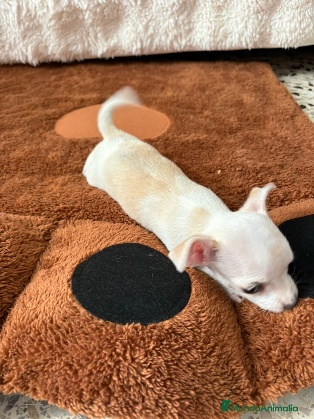 Chihuahua perros en venta: Chihuahua mini toy  - Imagen 3
