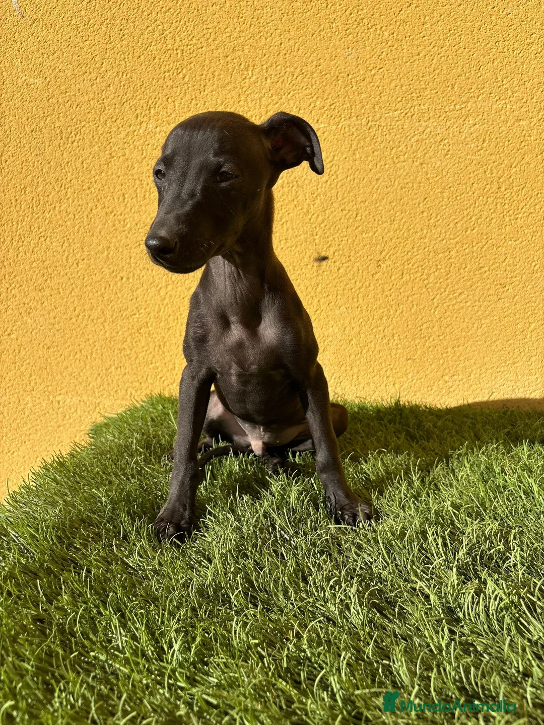 Pequeño Lebrel Italiano perros en venta: piccolo lebrel italiano galgito - Anuncio 11