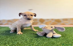 Pequeño Lebrel Italiano perros en venta: Galgo italiano piccolo - Imagen 2