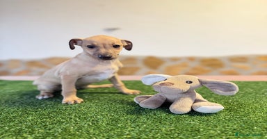 Pequeño Lebrel Italiano perros - Anuncio 4