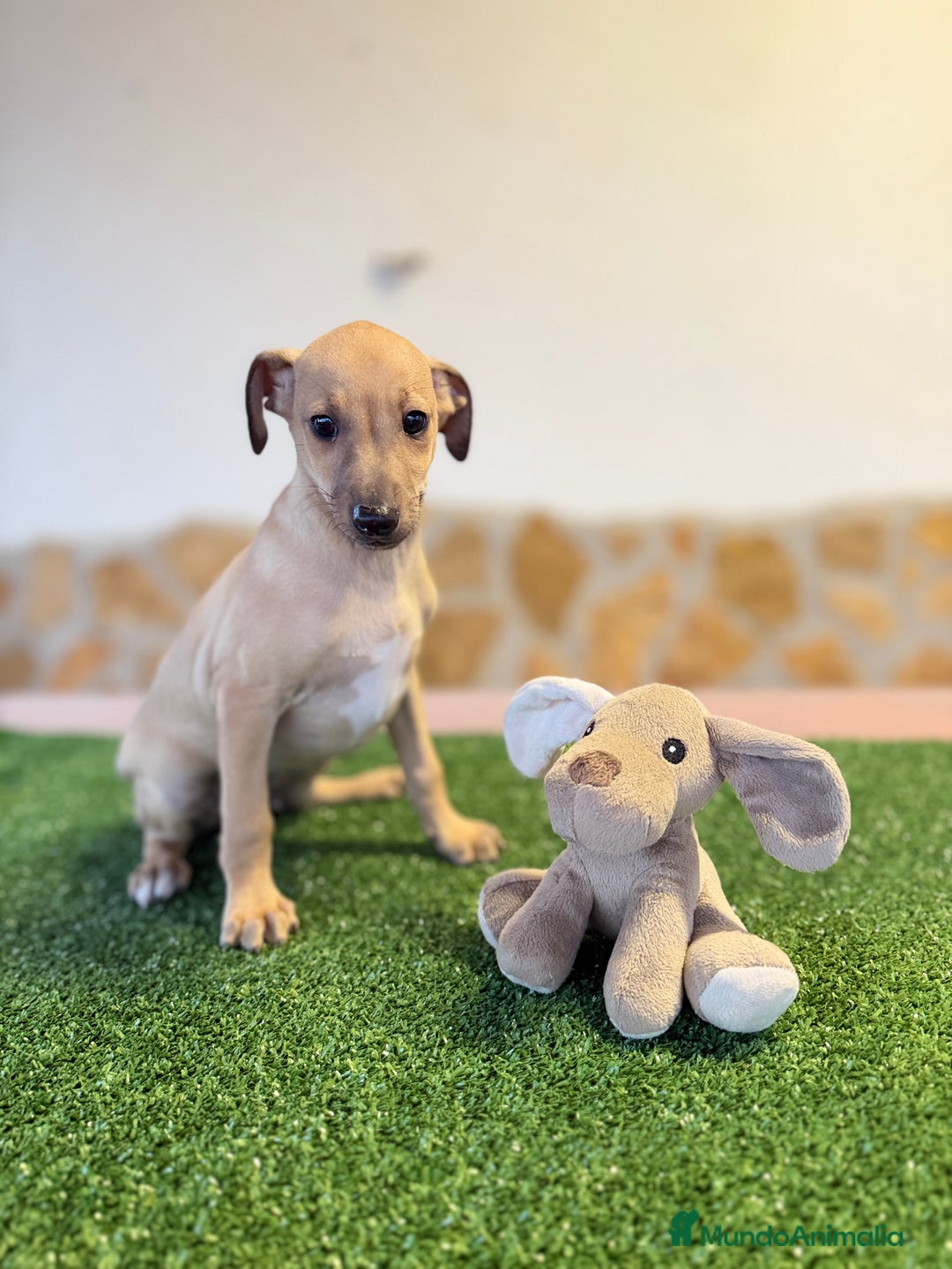 Pequeño Lebrel Italiano perros en venta: Galgo italiano piccolo - Imagen 2
