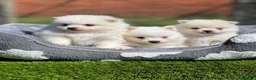Pomerania perros en venta: Pomerania Toy blanco macho - Anuncio 6