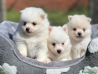 Pomerania perros Pomerania toy - Anuncio 2