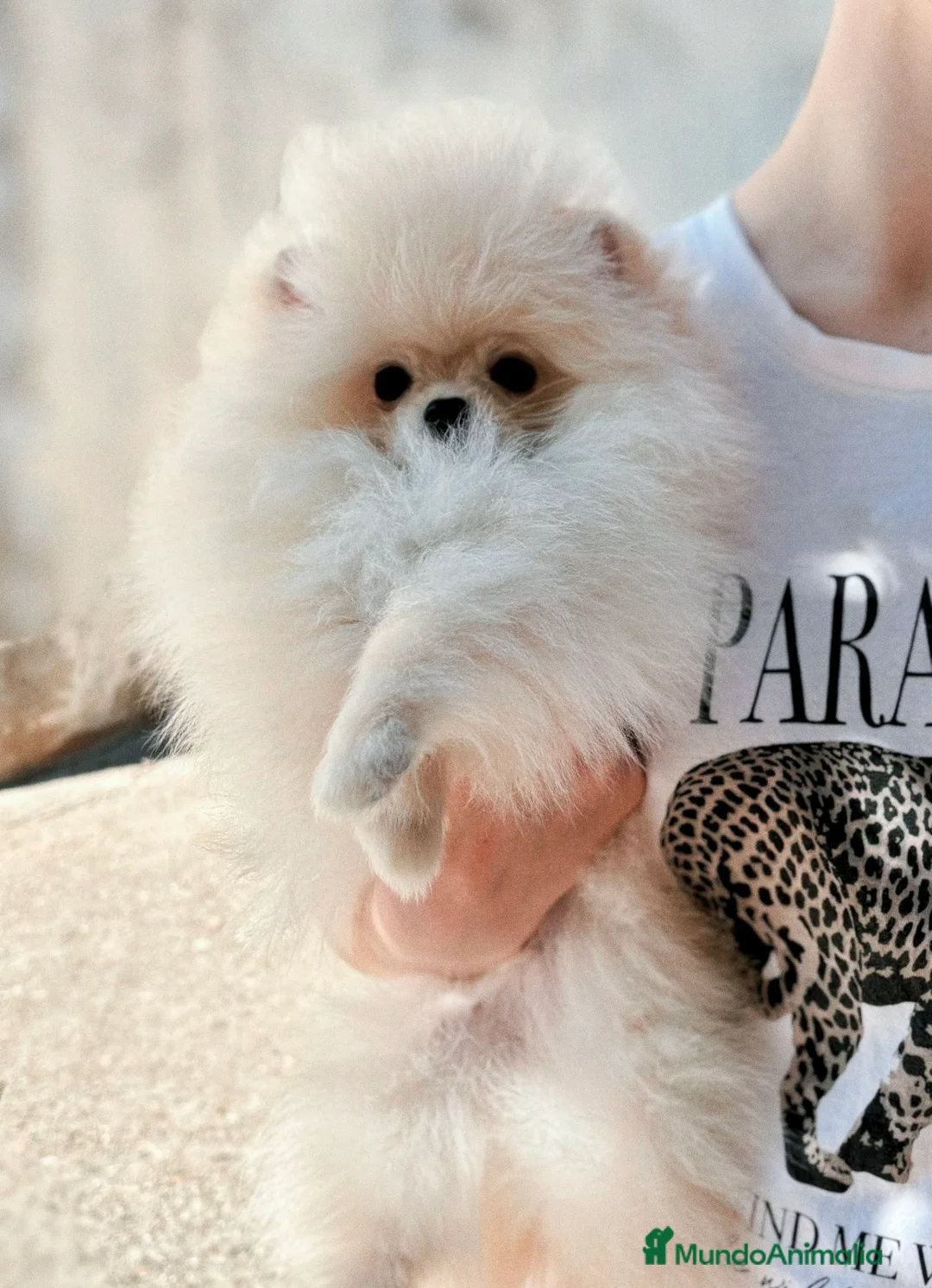 Pomerania perros en venta: Macho línea coreana  - Anuncio 2
