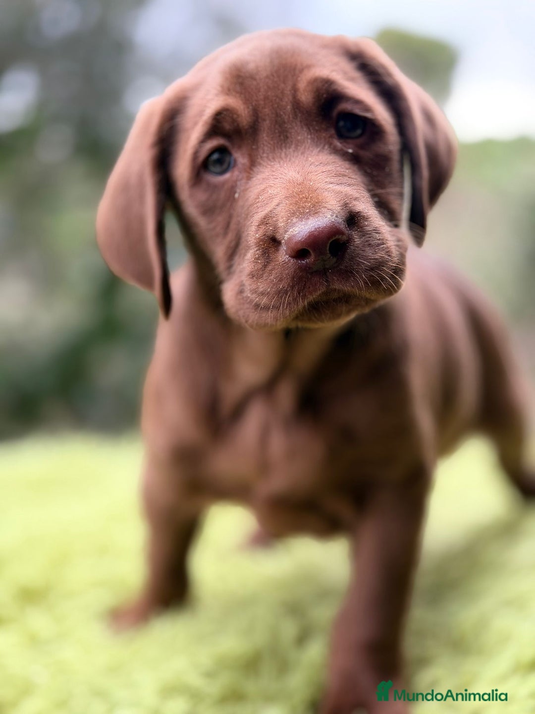 Labrador Retriever perros en venta: Labrador chocolate  - Anuncio 6