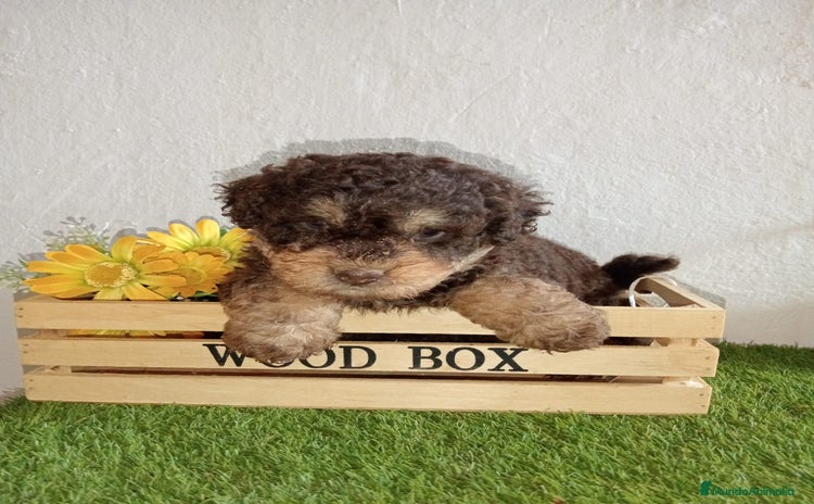 Perro de Agua Español perros Perro de agua  - Anuncio 4