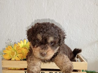 Perro de Agua Español perros Perro de agua - Anuncio 4