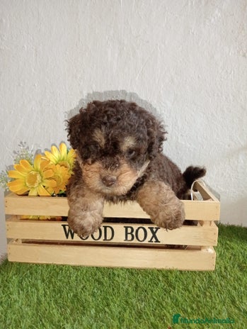 Perro de Agua Español perros Perro de agua - Anuncio 1