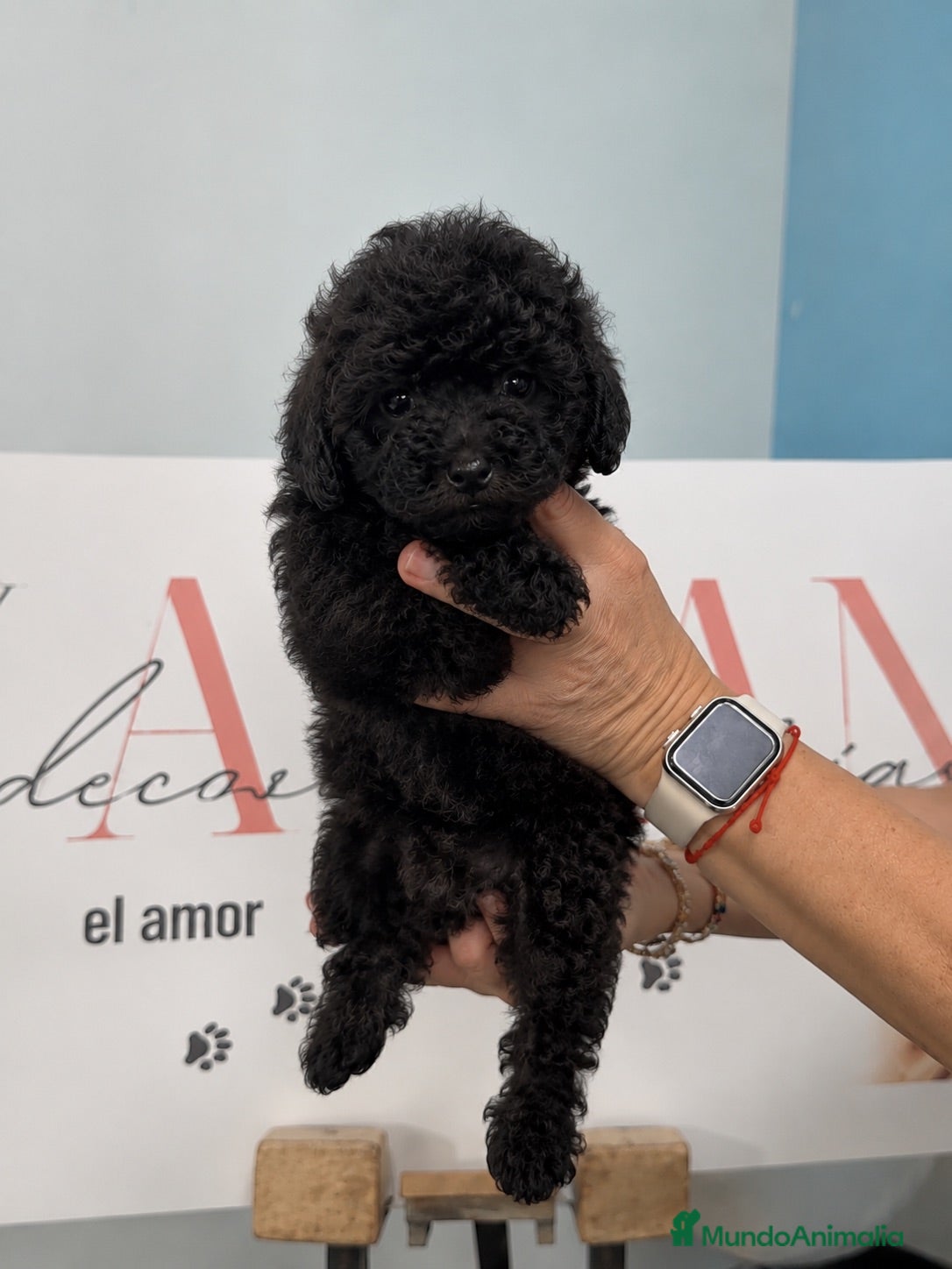 Caniche Toy perros PRECIOSA CANICHE TOY NEGRA HEMBRA DISPONIBLE 🖤🐩 - Anuncio 1