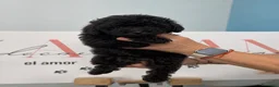 Caniche Toy perros en venta: PRECIOSA CANICHE TOY NEGRA HEMBRA DISPONIBLE 🖤🐩 - Anuncio 1