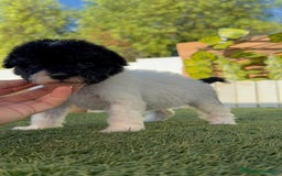 Perro de Agua Español perros en venta: PERRO DE AGUA HEMBRA - Imagen 2