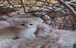 Británico de Pelo Corto gatos en venta: Gatitos British golden de pelo corto - Imagen 4