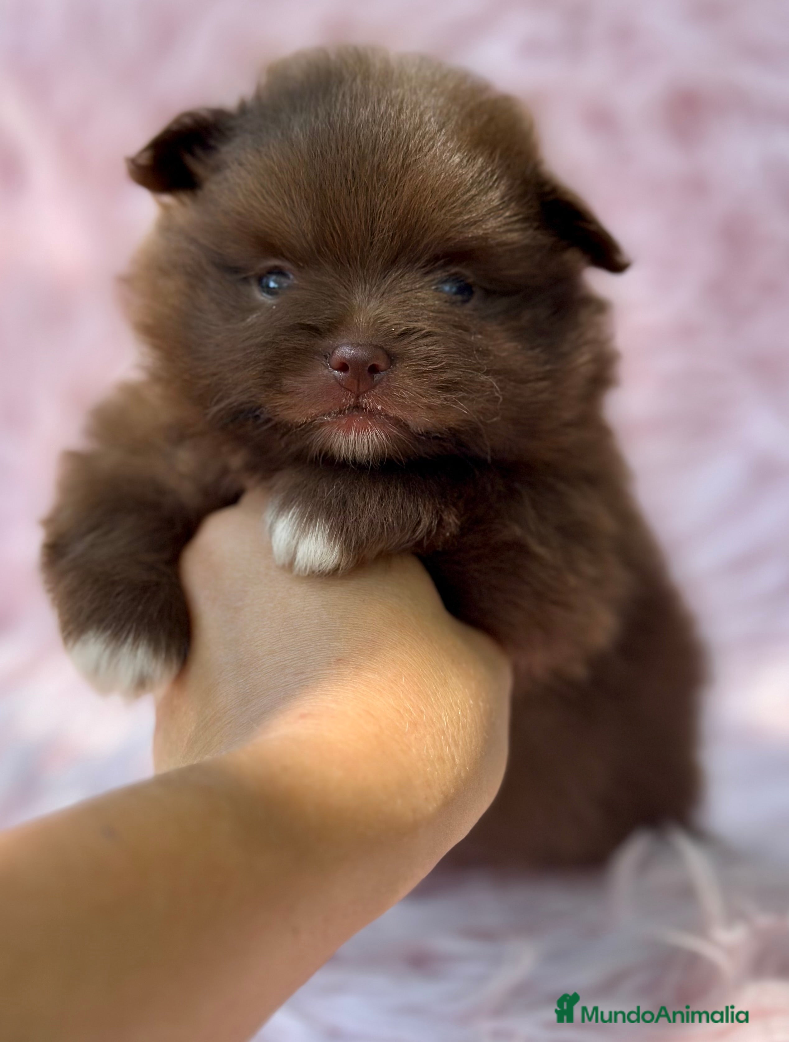 Pomerania perros POMERANIA MINITOY EXÓTICOS  - Anuncio 14