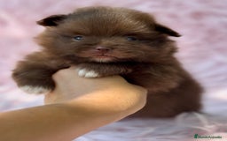 Pomerania perros en venta: POMERANIA MINITOY EXÓTICOS  - Imagen 1