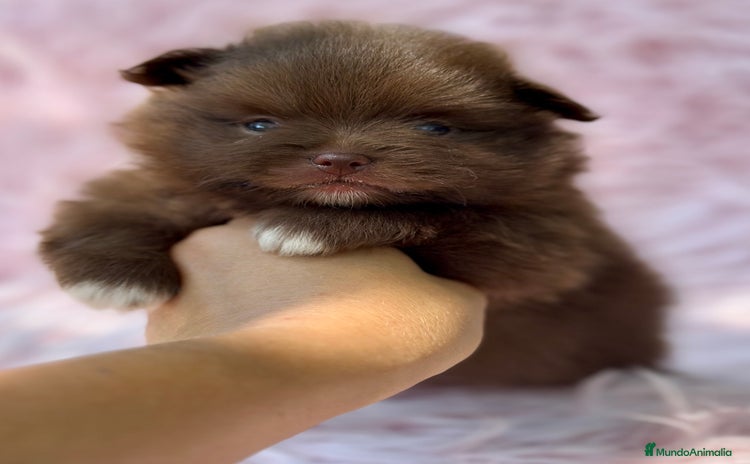 Pomerania perros - Propaganda 2