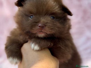 Pomerania perros POMERANIA MINITOY EXÓTICOS - Anuncio 31