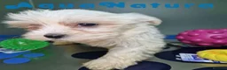 Bichón Maltés perros en venta: Bichon Maltes Hembra 2 AQUANATURA - Anuncio 4