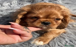 Cavalier King Charles Spaniel perros en venta: Cavalier rubi  - Imagen 3
