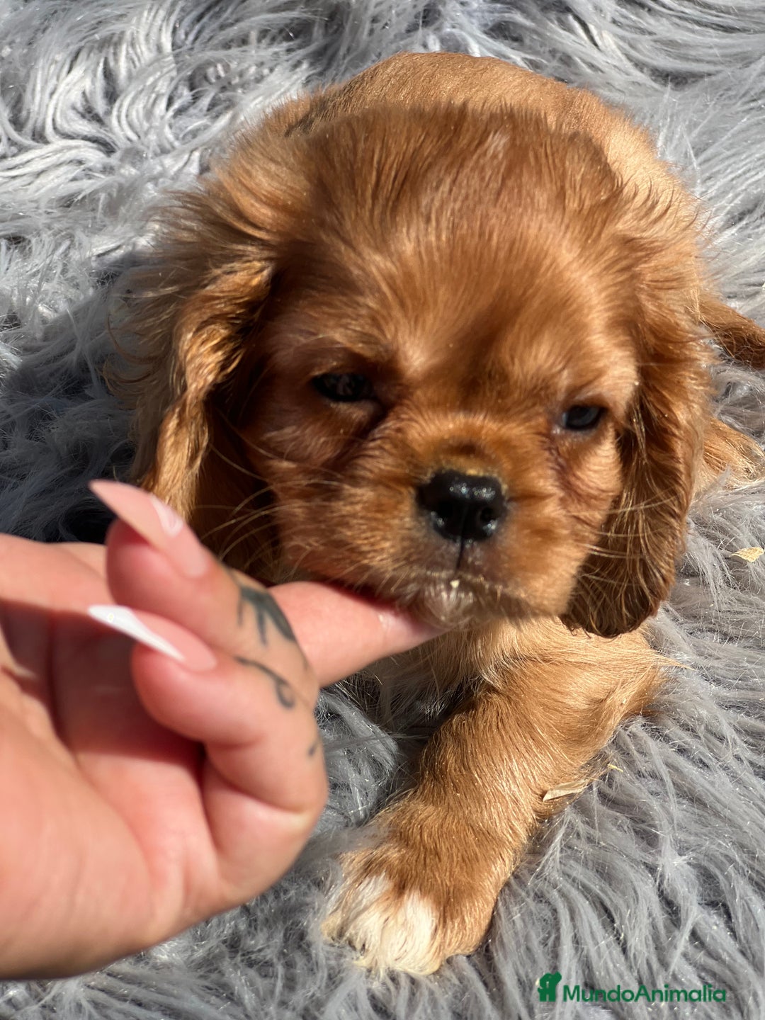 Cavalier King Charles Spaniel perros en venta: Cavalier rubi  - Imagen 3
