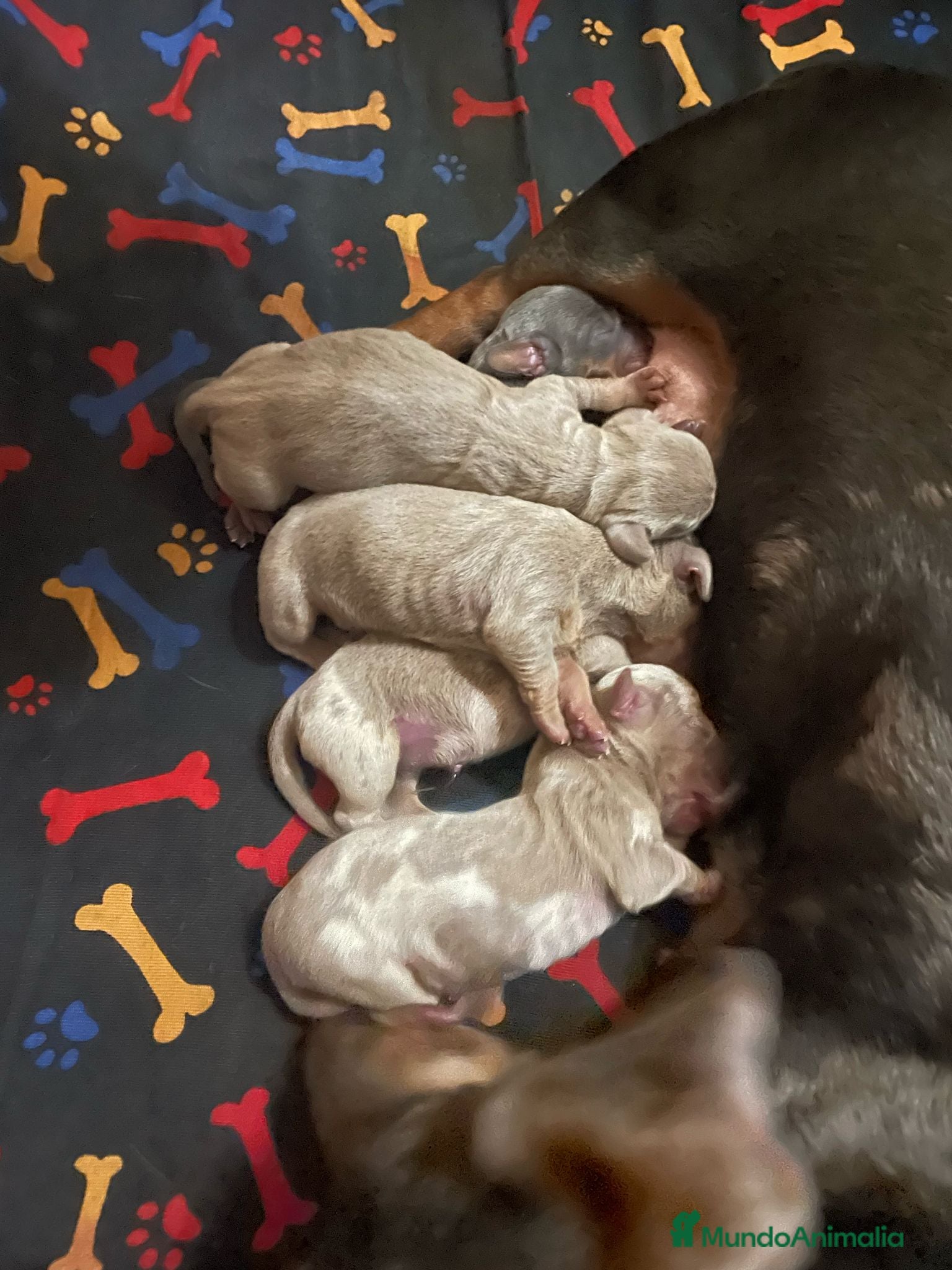 Teckel Miniatura perros Camada de Teckel miniatura en Granada - Anuncio 2