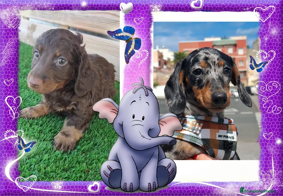 Teckel Miniatura perros en venta: Teckel mini, camada familiar - Anuncio 1