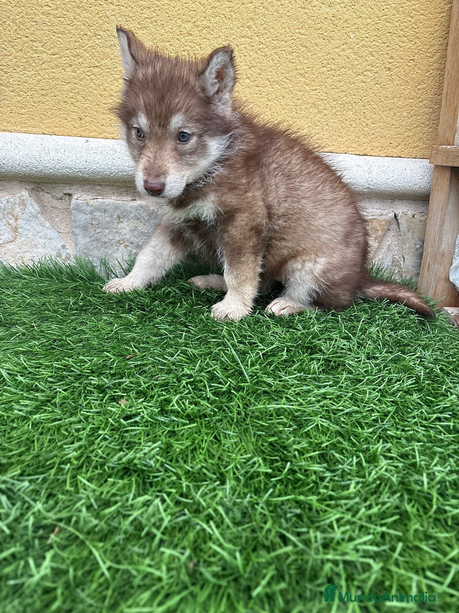 Husky Siberiano perros Hembra Husky Siberiano roja  - Anuncio 2